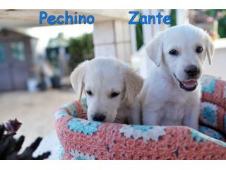 Quattro cuccioli incrocio labrador in adozione