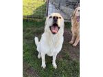 Lady simil Labrador