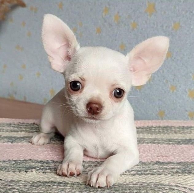 CHIHUAHUA TOY BIANCHI CUCCIOLI - pag agevolato