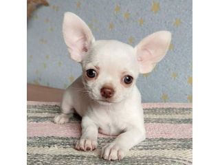 CHIHUAHUA TOY BIANCHI CUCCIOLI  - pag agevolato