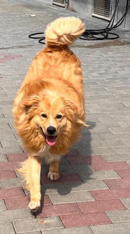DIOR BELLISSIMO CAGNOLINO FULVO - Foto 4
