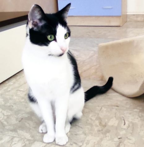 Zorro & Francesco, adozione di coppia - Foto 5