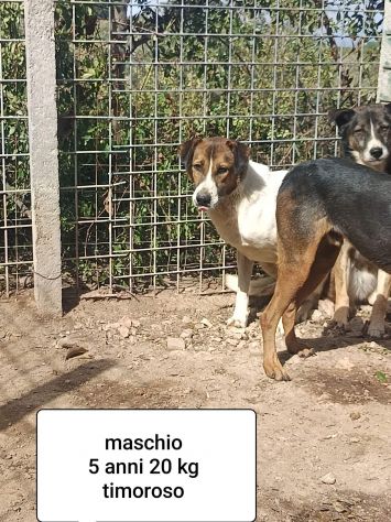 CANI IN ADOZIONE URGE AIUTARLI - Foto 10