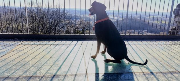 Cedo dobermann femmina - Foto 4