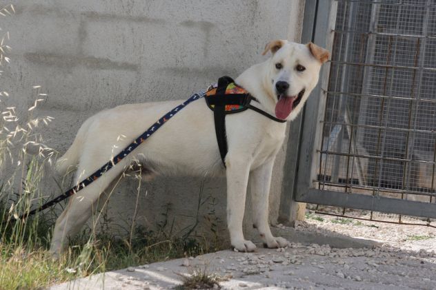 Joy mix labrador 9 mesi in adozione - Foto 2