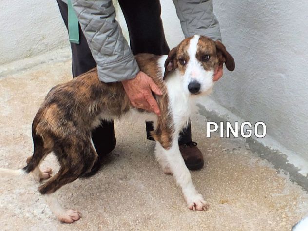 Pingo (taglia mediopiccola) - Foto 8