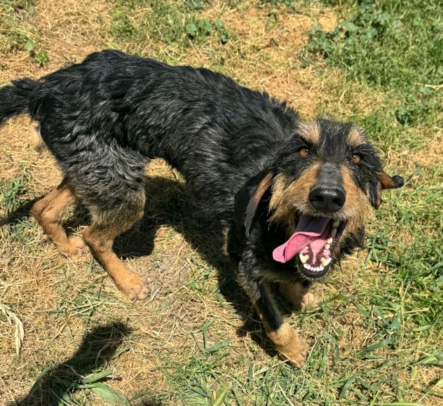 Aramis 5 anni segugio pelo ruvido - Foto 3