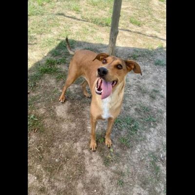 DOROTY ALLEGRA E SOCIEVOLE CAGNOLINA IN ADOZIONE - Foto 3