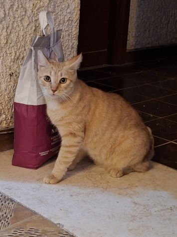 Regalo gatta FIV-positiva