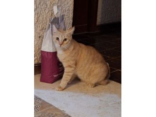 Regalo gatta FIV-positiva