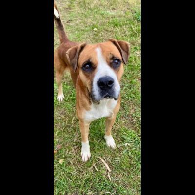 NADIR SIMIL BOXER SOCIEVOLE EDUCATO CANE IN ADOZIONE - Foto 4