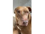 PITBULL INCR., BLITZ, 7 ANNI, URGENTE!  NASCE UN FIGLIO E LUI FINISCE IN CANILE!