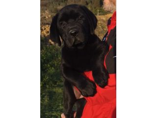 Labrador Cucciola