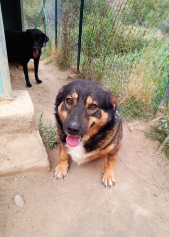BETTY BASSOTTONA 6/7 ANNI 25 KG IN CANILE DA ANNI - Foto 4
