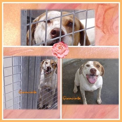 GIACINTA, tenera cagnolina in cerca d'amore - Foto 5