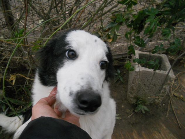 LOLA, bellissima cucciolotta - Foto 4