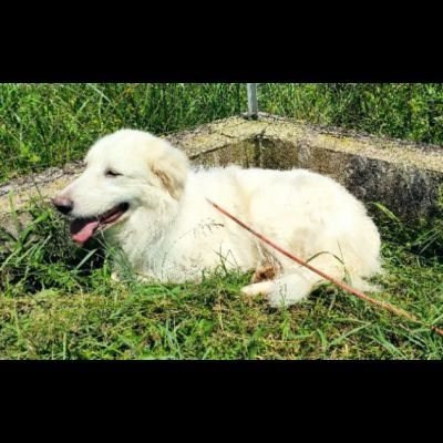 MATISSE, avvilito dal canile. CANE IN ADOZIONE - Foto 8