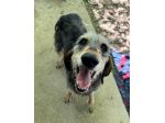 Porthos 5 anni taglia media contenuta
