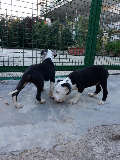Allevamento Amstaff Black &amp; White Puglia con pedigree - Foto 6