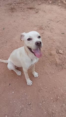 GRETA, 10 MESI (01/12/25), TROVATA AD ELEMOSINARE CIBO E COCCOLE - Foto 7
