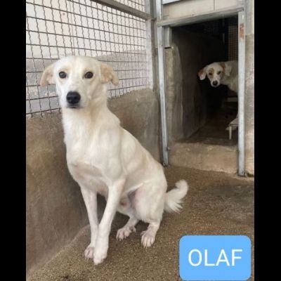 OLAF E OLIMPIA meritano un futuro CANI IN ADOZIONE - Foto 3