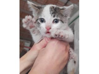 Gattini piccolini