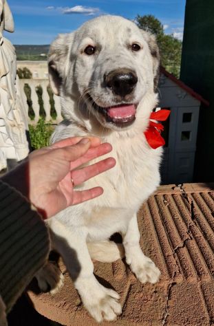 UNA FAMIGLIA PER LA MERAVIGLIOSA DAISY - Foto 3