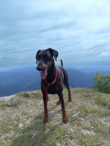 Cedo dobermann femmina - Foto 6