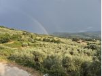 TERRENO VENDESI OLIVETA DI 780 OLIVI CON RIMESSA , POSSIBILITA' LUCE E ACQUA