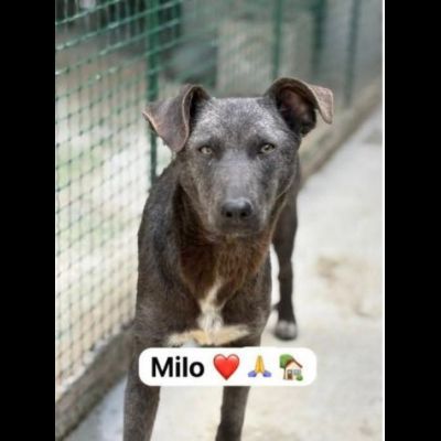 MIELE E MILO MIRACOLI D' AMORE CUCCIOLI IN ADOZIONE - Foto 2