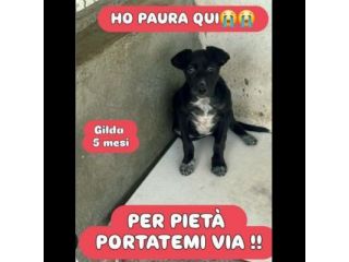 GILDA, OCCHIONI CHE IMPLORANO CUCCIOLA IN ADOZIONE