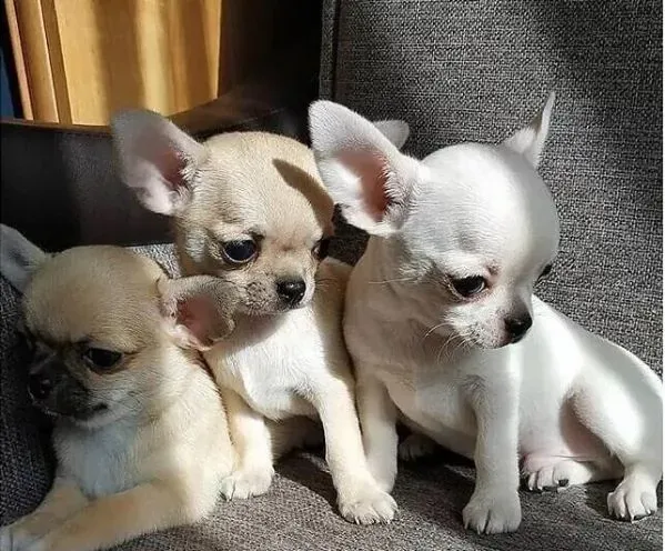 Chihuahua Toy