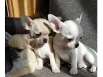 Chihuahua Toy