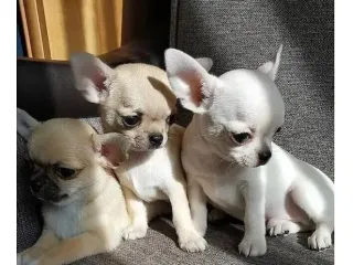 Chihuahua Toy