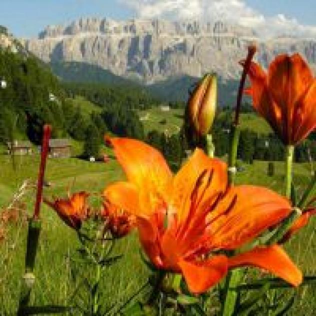 Union Hotels Canazei Campitello di Fassa - Foto 3