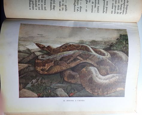 IL PRIMO LIBRO DELLA GIUNGLA, RUDYARD KIPLING, CASA EDITRICE MARZOCCO 1948. - Foto 3