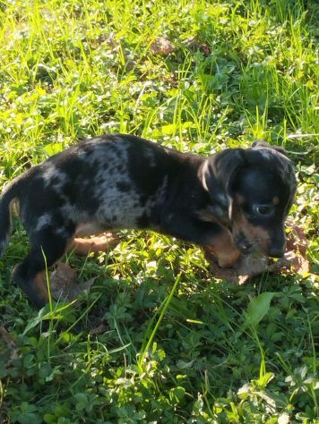 BASSOTTO NANO NERO FOCATO CUCCIOLI - Foto 2