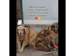 MERLINO E ANACLETO FRATELLI INSEPARABILI CANI IN ADOZIONE DI COPPIA