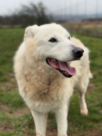 DIMENTICATI DAL MONDO NIKO CANE IN ADOZIONE - Foto 3
