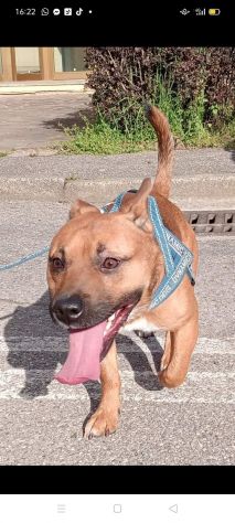 PABLO, 4 ANNI (02/07/22), LA SUA FAMIGLIA NON LO VUOLE PIU'! - Foto 4