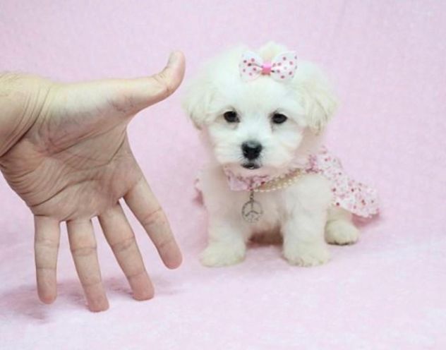 maltese