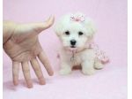 maltese