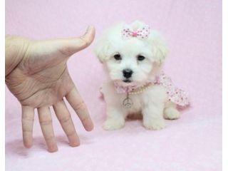 maltese