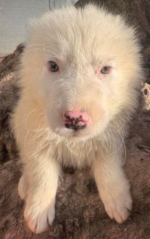 CUCCIOLI MAREMMANO 3 MESI - Foto 3