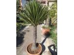 YUCCA AUSTRALIS (FILIFERA)