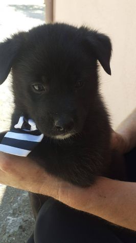 Brando cucciolo - Foto 3