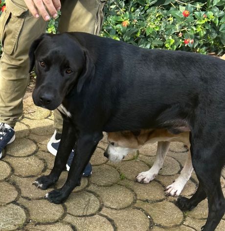 PLUTO, 2 ANNI, ROSARIO, 11 MESI, TAGLIA MEDIO CONTENUTA CERCANO CASA! - Foto 4