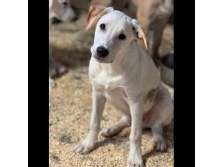 SPUGNA CUCCIOLO IN ADOZIONE