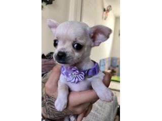 Chihuahua femmina e maschio