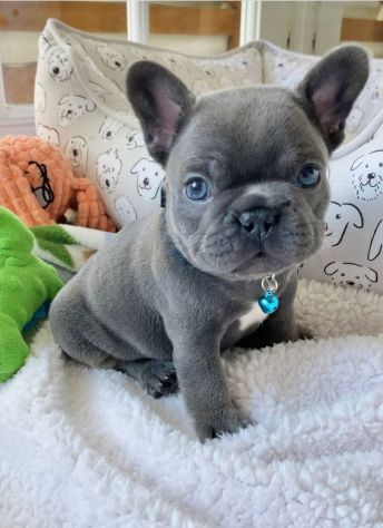 BULLDOG FRANCESE CUCCIOLI BLU - BOULEDOGUE PUPPY pag rateale - Foto 2